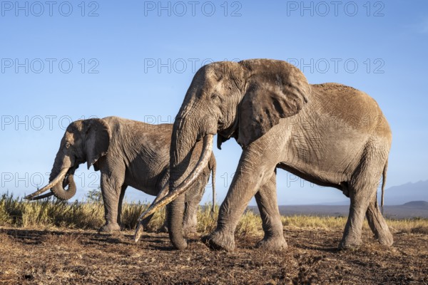 African elephant (Loxodonta africana) in picturesque landscape with the summit of Mount Kilimanjaro, the famous Super Tusker elephant Craig and Pascal, old male with long tusks, in atmospheric evening light, Kajiado County, Kenya