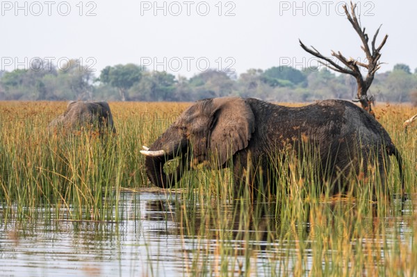 African elephant (Loxodonta africana), elephants on the riverbank between river grass, Thamalakane River, Okavango Delta, Botswana