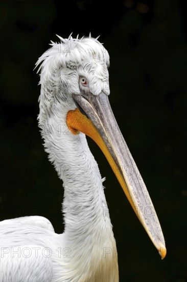 Krauskopf pelican (Pelecanus crispus), Tierwelt Herberstein, Herberstein, Styria, Austria