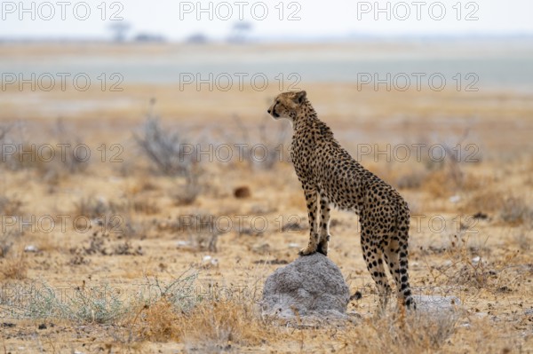 Cheetah (Acinonyx jubatus) runs in dry savanna, Etosha National Park, Namibia