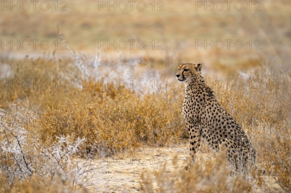 Cheetah (Acinonyx jubatus) sits in dry savanna, Etosha National Park, Namibia