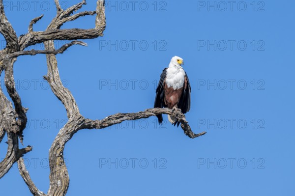 African fish eagle (Icthyophaga vocifer) sitting on dry tree, Ihaha, Chobe National Park National Park, Botswana