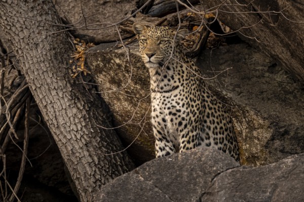 Female, leopard (Panthera pardus) in rocks, Savuti, Chobe National Park, Botswana