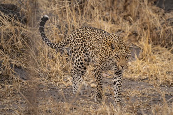 Female, leopard (Panthera pardus) sneaks through dry grass, Savuti, Chobe National Park, Botswana