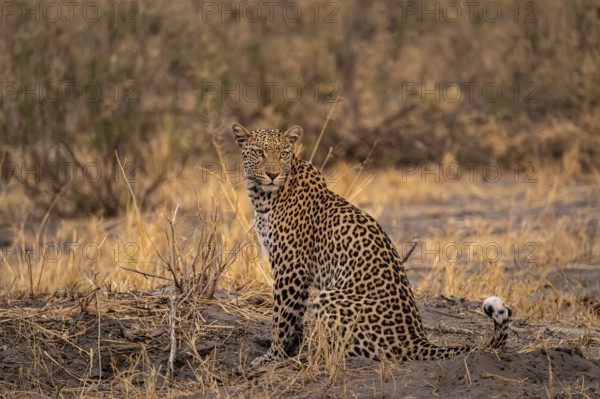Female, leopard (Panthera pardus) sitting, dry grass, Savuti, Chobe National Park National Park, Botswana