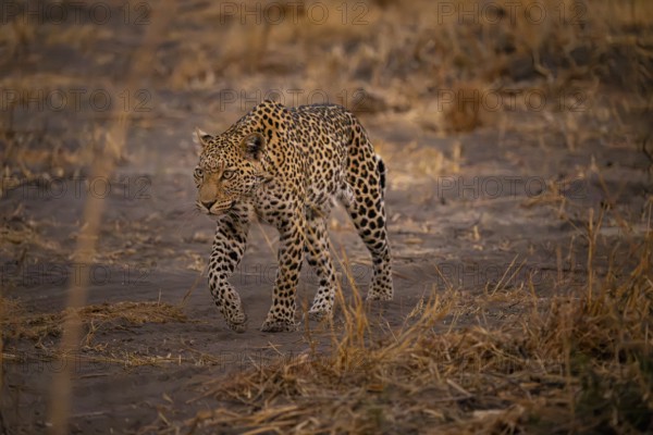 Female, leopard (Panthera pardus) snorting, dry grass, Savuti, Chobe National Park National Park, Botswana