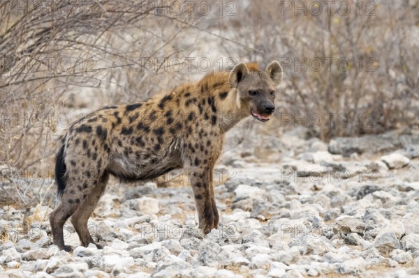 Spotted hyena or spotted hyena (Crocuta crocuta), Etosha National Park, Namibia