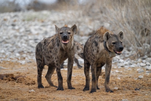 Spotted hyena or spotted hyena (Crocuta crocuta) with broadcast collar, Etosha National Park, Namibia