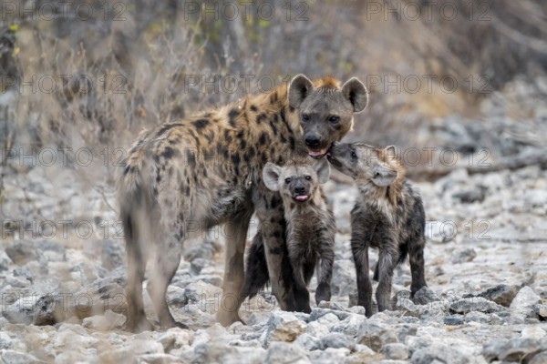 Spotted hyena or spotted hyena (Crocuta crocuta) with two young animals, Etosha National Park, Namibia