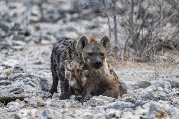 Spotted hyena or spotted hyena (Crocuta crocuta) with young animal, Etosha National Park, Namibia