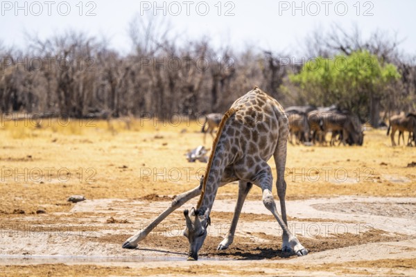 Angola giraffe (Giraffa giraffa angolensis), giraffe drinking at a waterhole, Etosha National Park, Namibia