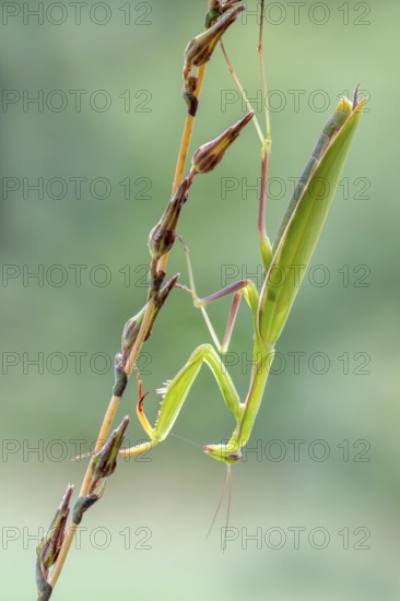 Praying mantis (Mantis religiosa), Littlewood Ranch, Limbach, Burgenland, Austria