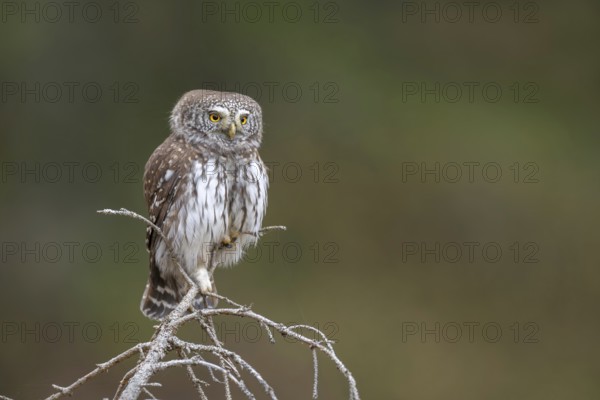 Sparrow owl (Glaucicium passerinum) sitting on the tip of a spruce tree, Pillberg, Pill, Tyrol, Austria