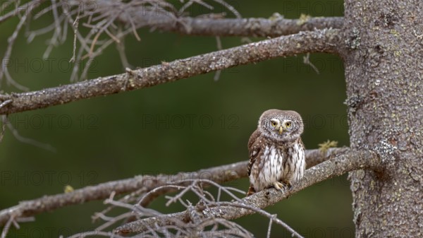 Sparrow owl (Glaucicium passerinum) sitting on a branch, Pillberg, Pill, Tyrol, Austria
