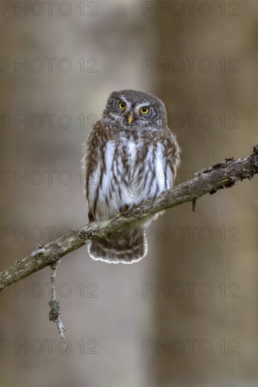 Sparrow owl (Glaucicium passerinum) sitting on a branch, Hausstatt, Weerberg, Tyrol, Austria