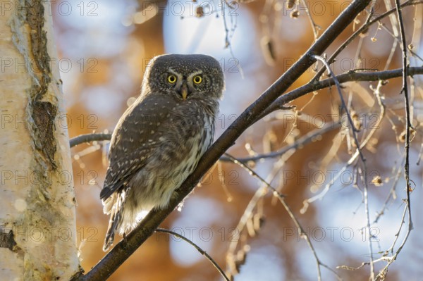 Sparrow owl (Glaucicium passerinum) sitting on a branch, Hausstatt, Weerberg, Tyrol, Austria