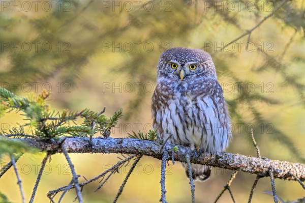 Sparrow owl (Glaucicium passerinum) sitting on a branch, Heuberg, Stans, Tyrol, Austria