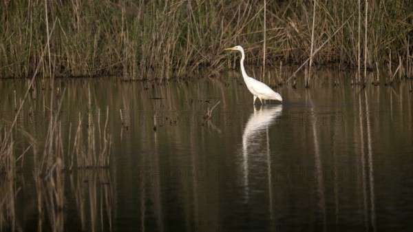 Great egret (Egretta alba) standing in shallow water, Naturquartier Grosswilfersdorf, Grosswilfersdorf, Styria, Austria
