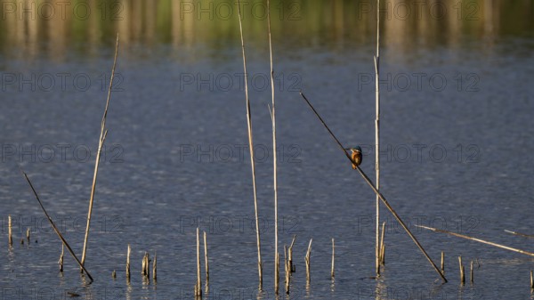 Kingfisher (Alcedo atthis) in reeds, Naturquartier Grosswilfersdorf, Grosswilfersdorf, Styria, Austria