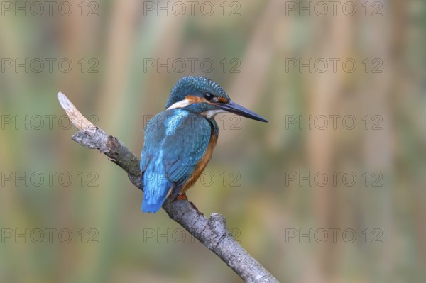 Kingfisher (Alcedo atthis) sitting on a branch, Littlewood Ranch, Limbach, Burgenland, Austria