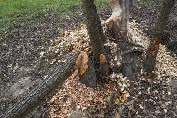 European beaver (Castor fiber), eating marks, Littlewood Ranch, Limbach, Burgenland, Austria