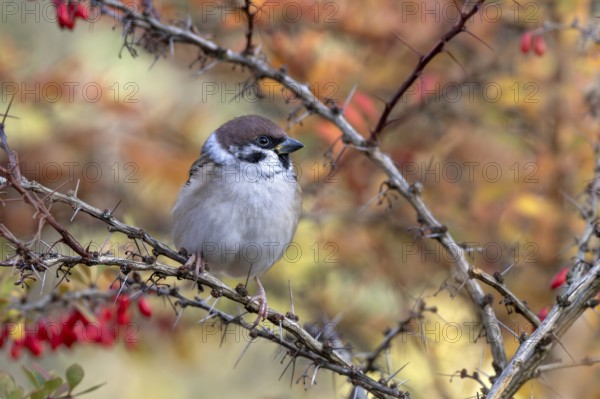 Tree sparrow (Passer montanus) sitting in a barberry bush, Littlewood Ranch, Limbach, Burgenland, Austria