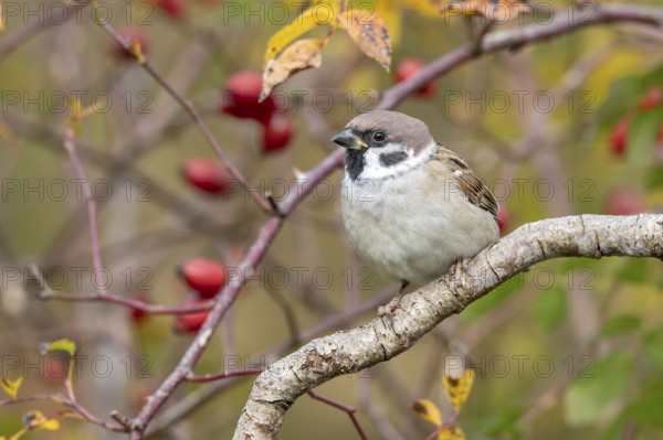 Tree sparrow (Passer montanus) sitting in a wild rose bush, Littlewood Ranch, Limbach, Burgenland, Austria