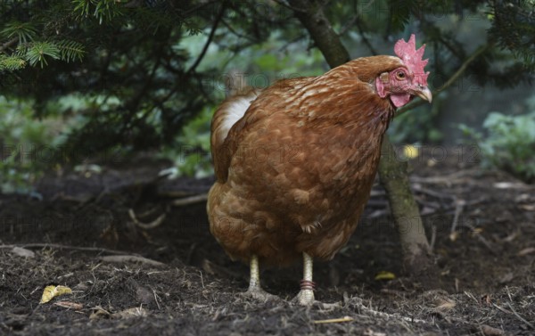 Hen, Gallus gallus domesticus, looking for food in a free-range farm, organic farming, Saxony-Anhalt, Germany