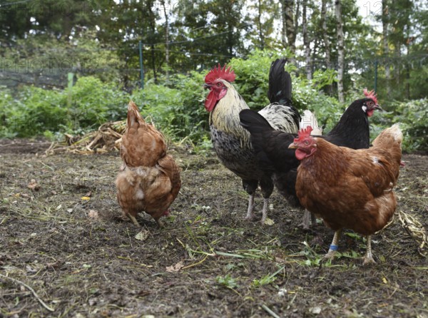 Domestic chickens, Gallus gallus domesticus, with roosters searching for food in outdoor enclosures, Saxony-Anhalt, Germany