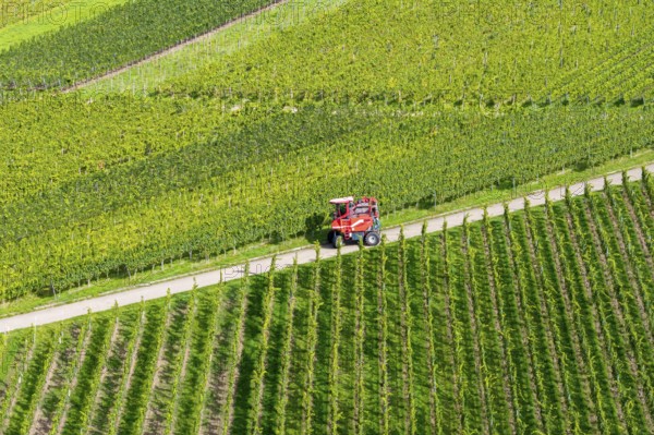A red grape harvester moves on a road in the vineyards, grape grape harvest, near Korb im Remstal, Baden-Württemberg, Germany
