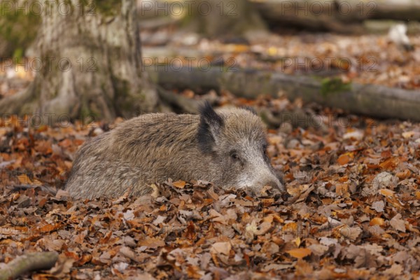 Wild boar (Sus scrofa), Germany