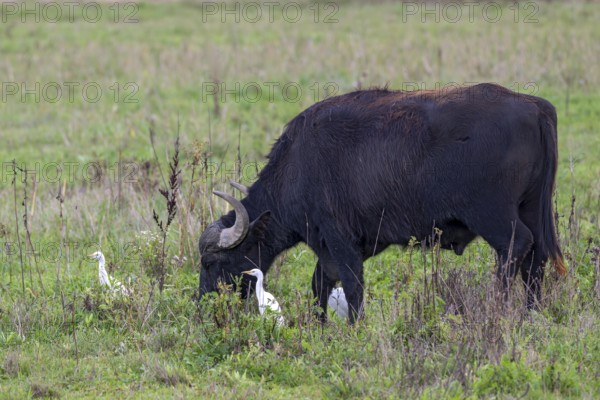 Water buffalo (Bubalus arnee) and cow heron (Ardea ibis, synonym: Bubulcus ibis), Naturquartier Grosswilfersdorf, Grosswilfersdorf, Styria, Austria