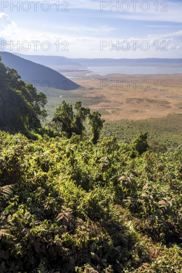 View of Ngorongoro Crater, Crater Viewpoint, Forest and Savanna Landscape, Ngorongoro Conservation Area, Tanzania