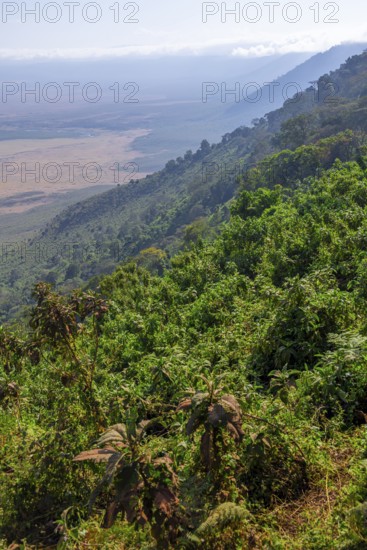 View of Ngorongoro Crater, Crater Viewpoint, mountain slopes with forest, Ngorongoro Conservation Area, Tanzania