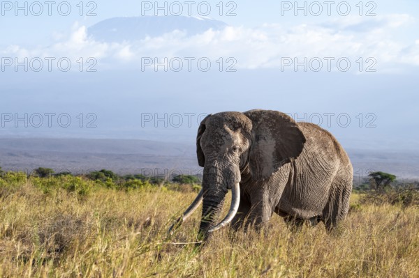 African elephant (Loxodonta africana) in picturesque landscape with the summit of Mount Kilimanjaro, the famous Super Tusker elephant Craig and Pascal, old male with long tusks, in atmospheric evening light, Kajiado County, Kenya