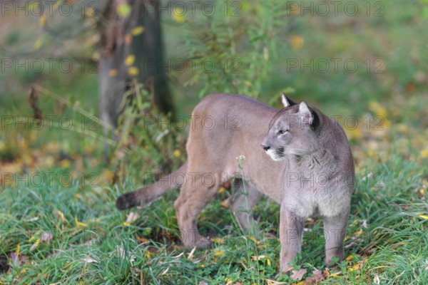 A male cougar (Puma concolor) stands in tall grass in a forest, looking around. W USA, S Canada, Central and S America