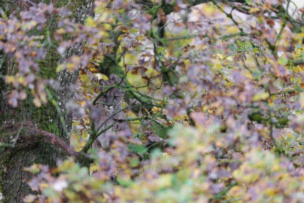 A female cougar (Puma concolor) rests hidden by leaves on a big branch high up in an oak tree. W USA, S Canada, Central and S America