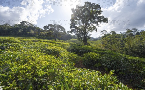 Tea plantation on hills between tropical rainforest, Amani Nature Forest Reserve, Eastern Usambara Mountains, Tanga, Tanzania