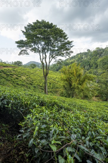 Tea plantation on hills between tropical rainforest, Amani Nature Forest Reserve, Eastern Usambara Mountains, Tanga, Tanzania