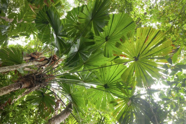 Australian fan palms in sunny rainforest on the way to Mount Sorrow in Daintree National Park Queensland, Australia