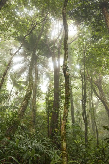 Misty tropical forest with ficus and endemic species on the way to Mount Sorrow in Daintree National Park, Queensland, Australia
