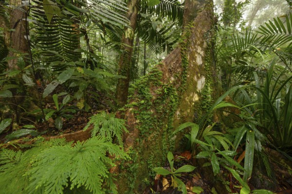 Misty tropical forest with ficus and endemic species on the way to Mount Sorrow in Daintree National Park, Queensland, Australia