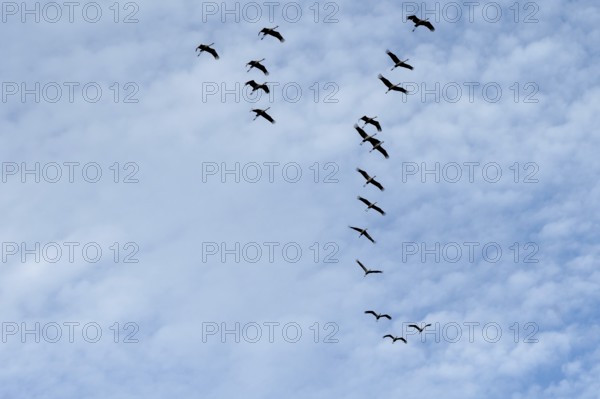 Cranes flying in formation (Grus grus), Darß, Mecklenburg-Western Pomerania, Germany