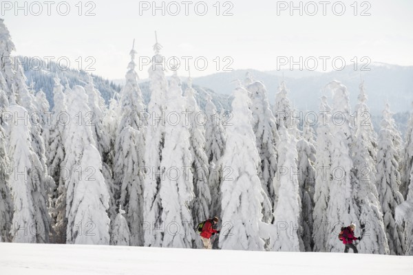 Snow-covered fir trees and snowshoe hikers, Stübenwasen, Feldberg, Todtnauberg, Black Forest, Baden-Württemberg, Germany