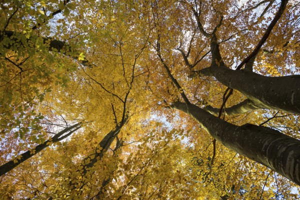 Autumn forest, view of the treetops from below, Schauinsland, Freiburg im Breisgau, Black Forest, Baden-Württemberg, Germany