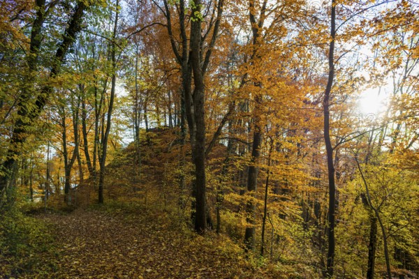 Autumn forest, near Überlingen, Lake Constance, Baden-Württemberg, Germany
