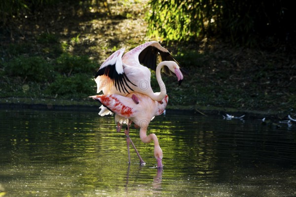 Pink flamingos, Phoenicopterus ruber-roseus, mating