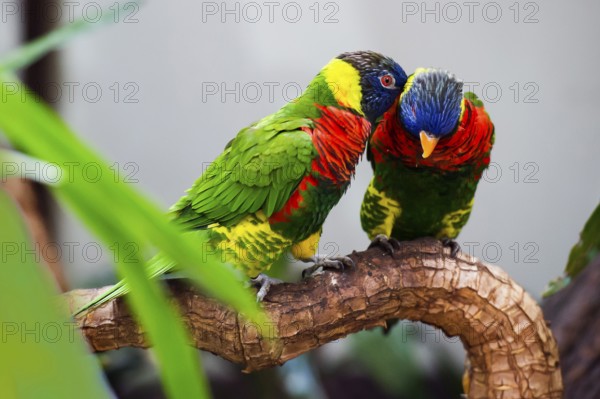 Parrot, colorful, all-color lory, Trichoglossus haematodus