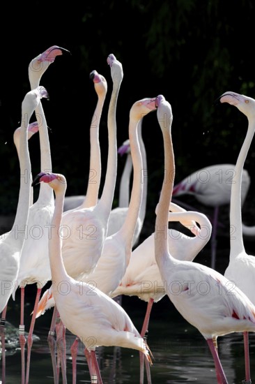 Pink flamingos, Phoenicopterus ruber-roseus
