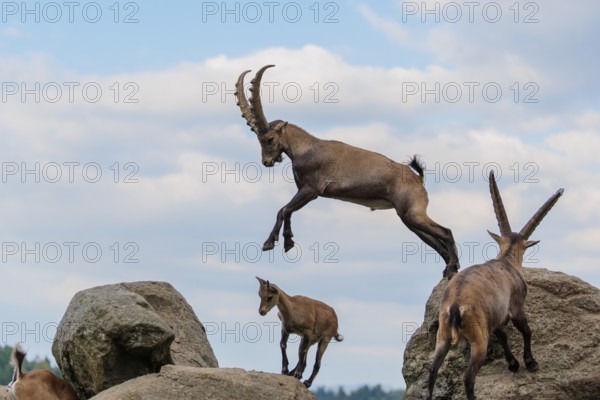 A male ibex (Capra ibex) jumps from rock to rock. A blue sky with clouds can be seen in the background. Carinthia, Austria